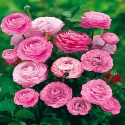 Serenity Tuin -Tuinplanten fd13901wh jpg