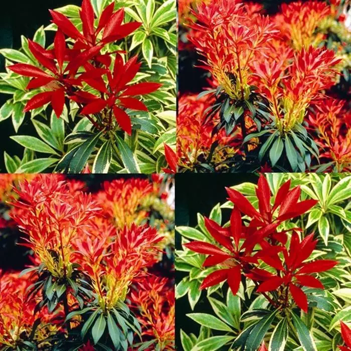 Pieris Combo Flaming Silver En Forest 1 Pieris Combo Flaming Silver En Forest