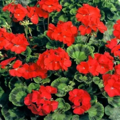 Geranium Mustang