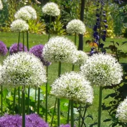 Allium Mount Everest X 5
