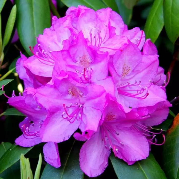 Rhododendron Roseum Elegance 1 Rhododendron Roseum Elegance