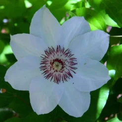 Clematis Miss Bateman