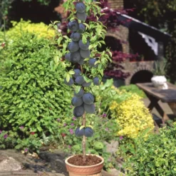 Pruimenboom Prunus Domestica Black