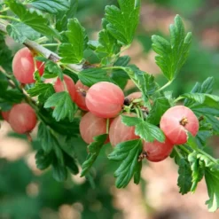 Kruisbes Hinnonmaki Rood