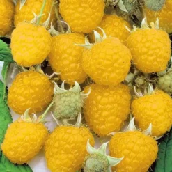 Rubus Idaeus Fallgold 12 Cm Pot