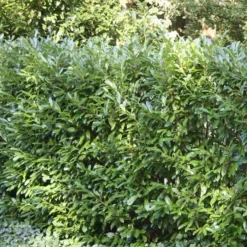 Prunus Laurocerasus Otto Luyken X 5