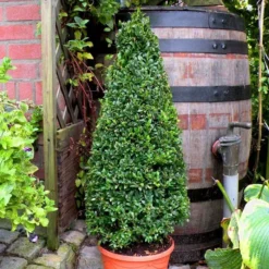 Vormgesnoeide Buxus 80 Cm