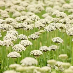 Allium Combo Nigrum / Atropurpureum X 20 -Tuinplanten fd14886wh jpg