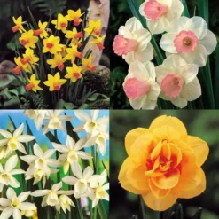 Narcissen Collectie Van 4 Soorten (A)