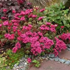 Sedum Spurium Schorbuser Blut (Vetkruid) X 5