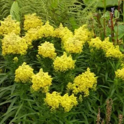 September Tuin X 21 -Tuinplanten fd14951wh jpg