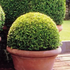 Buxus Bol 25cm.
