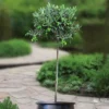 Standard Olea Europea 24 Cm Pot