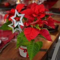Kerstster Rood Met Pot