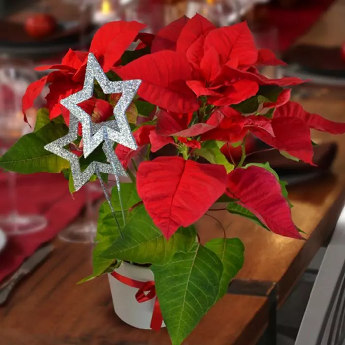 Kerstster Rood Met Pot 1 Kerstster Rood Met Pot