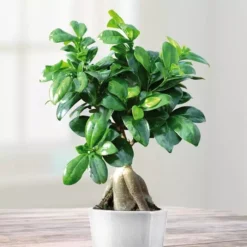 Ficus Retusa Microcarpa Ginseng 12 Cm