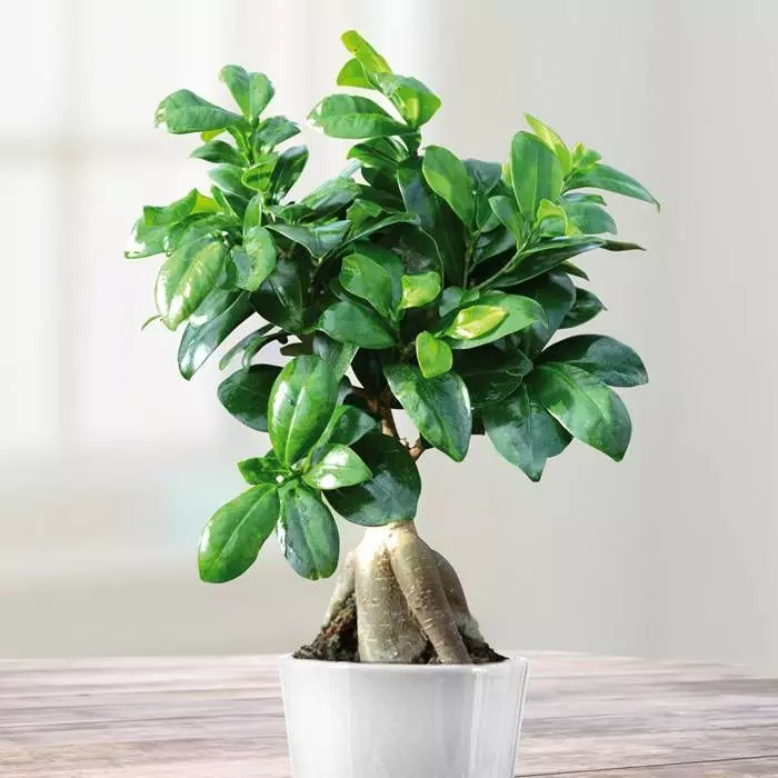 Ficus Retusa Microcarpa Ginseng 12 Cm 1 Ficus Retusa Microcarpa Ginseng 12 Cm