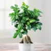 Ficus Retusa Microcarpa Ginseng 15cm