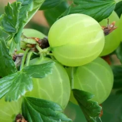 Bessencollectie -Tuinplanten fd15086wh jpg