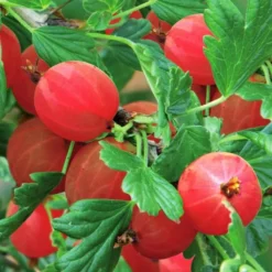 Bessencollectie -Tuinplanten fd15087wh jpg