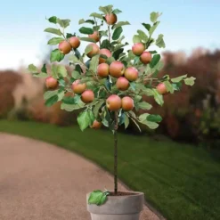 Appelboom Malus Domestica Coxs Orange