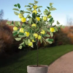 Appelboom Malus Domestica Golden