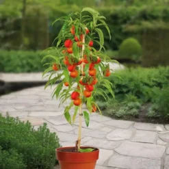 Perzik Rubira Op Stam