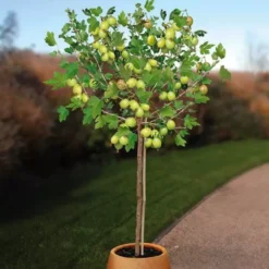 Kruisbesen Hinnonmaki Groen Op Stam