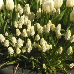 Muscari En Anemonen Blanda Combo X 60 -Tuinplanten fd15491wh jpg