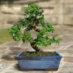 Bonsai Ulmus Parvifolia In S