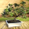 Bonsai Rhododendron Indicum Op Schaal