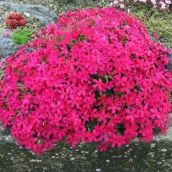 Phlox Subulata Rood Kruipphlox X 3