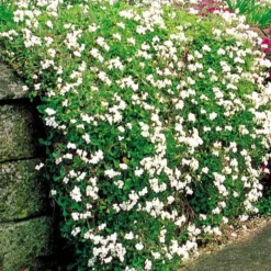 Phlox Subulata Wit Kruipphlox X 3