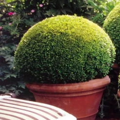 Buxus Bol 30cm.