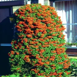 Vuurdoorn Orange Glow