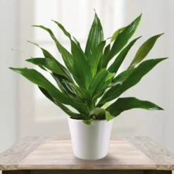 Dracena Fragrans Green Jewel