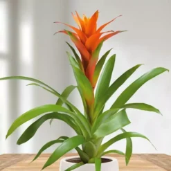 Bromelia Guzmania Oranje