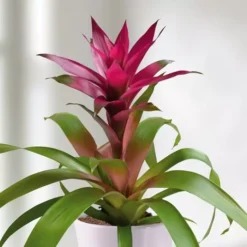 Bromelia Guzmania Paars
