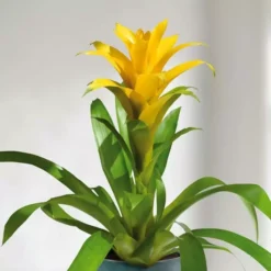 Bromelia Guzmania Geel