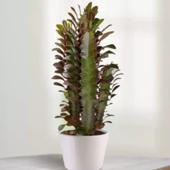 Euphorbia Trigona Rubra