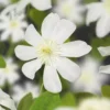 Clematis Wada's Primrose