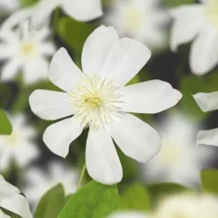 Clematis Wada's Primrose