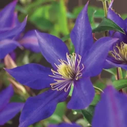 Clematis Daniel Deronda