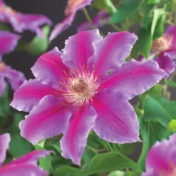 Clematis Dr Ruppel