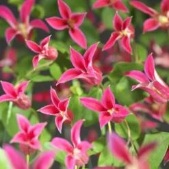 Clematis Princess Diana