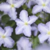 Clematis Blue Angel