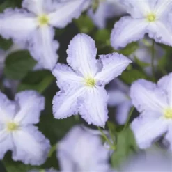 Clematis Blue Angel