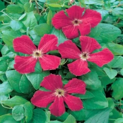 Clematis Rubra