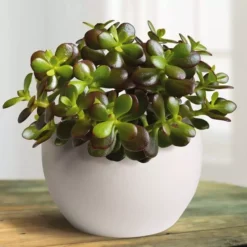 Crassula Ovata Minor (Geldboom)