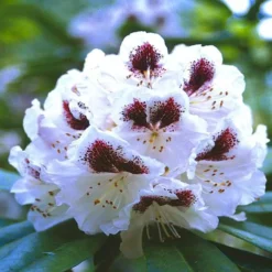 Rhododendron Sappho 13 Cm